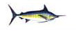 Blue Marlin Pesca deportiva Puerto Vallarta Dollys Fleet