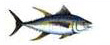 Tuna Atun Pesca deportiva Puerto Vallarta Dollys Fleet